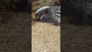 Crested Porcupine animals porcupine [upl. by Wilburn]