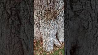 English Oak Quercus robur  base of trunk  November 2017 [upl. by Jann]