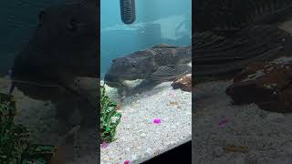 My Pet Pleco Fish Common Plecostomus Pterygoplichthys Pardalis Hypostomus Suckermouth Catfish [upl. by Florio]