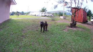 Bithiah in Kingakati Kinshasa DRC 6 Checking out a baboon [upl. by Warfeld]