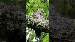 POTOO BIRD Sound Calls and Symbolism 💛 Healing Sounds of the Rainforest Birds [upl. by Kosiur]