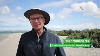 Mud Islands  A Victorian bird haven in Port Phillip Bay [upl. by Singer]