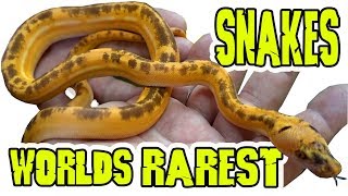 Rarest Pet Snakes In The World [upl. by Valenka]