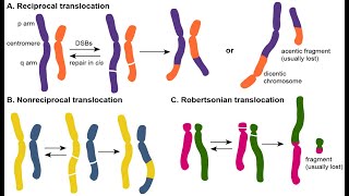 Decoding Chromosomal Translocation A Dive into Recent Research [upl. by Nebe]