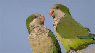 Cotorra argentina Myiopsitta monachus Monk Parakeet [upl. by Ayekat]