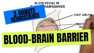 2Minute Neuroscience BloodBrain Barrier [upl. by Kubetz]