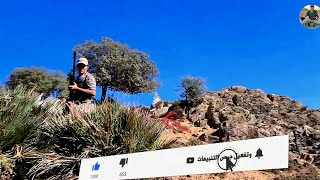 CHASSE PERDRIX AU MAROC 2023PARTRIDGE HUNTING [upl. by Nealey]