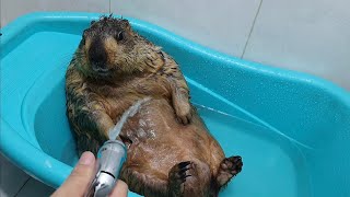 marmot lying down enjoying the shower [upl. by Latsyc]