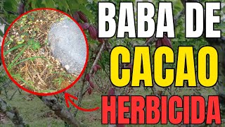 HERBICIDA Orgánico CASERO con BABA de CACAO ¿Realmente Funciona [upl. by Adihaj]