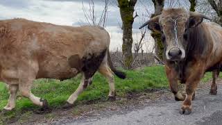 Jourdain  Film Aubrac [upl. by Yrahcaz]