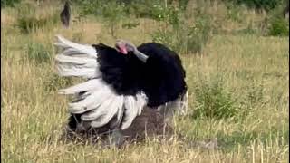 Savanna Ballet Ostrich Mating Dance [upl. by Ateuqahs]