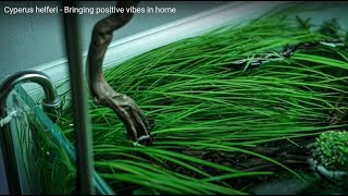 Cyperus helferi  Bringing positive vibes in home [upl. by Eirrak]