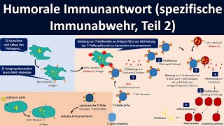 Humorale Immunantwort spezifische Immunabwehr Teil 2  Biologie Oberstufe [upl. by Erdreid]