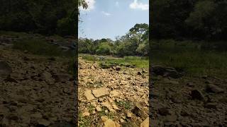 Dryland indian wayanad drylands india wayanad youtubeshorts uae dubai [upl. by Tigirb963]