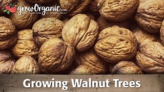 Growing Organic Walnut Trees [upl. by Gonagle]