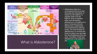 Renin Angiotensin Aldosterone System RAAS  Part Two [upl. by Dnumsed]