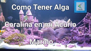 Como Tener Alga Coralina   ¿Y Es Necesario Ternerla En Mi Acuario Marino [upl. by Stephens]