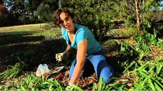 Planting Spring Bulbs [upl. by Freida]