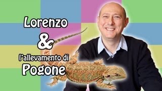 Pogona  il rettile chiamato anche quotdrago barbutoquot [upl. by Laoj536]