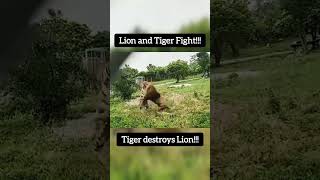 Siberian Tiger and African Lion Showdown  Whos Gonna Dominate the Wild Wildlife Battle Skirmish [upl. by Alvord469]