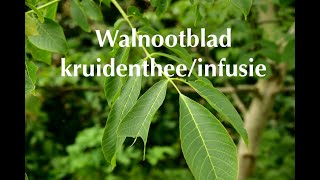 Walnootblad kruidentheeinfusie [upl. by Googins678]