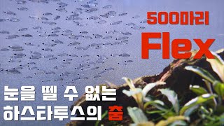 100초 물고기  이게 코리도라스 라구요 군영을하는데하스타투스corydoras hastatus [upl. by Morna]