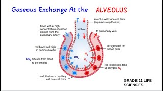 Gaseous Exchange at the Alveolus  Grade 11 [upl. by Mutua]