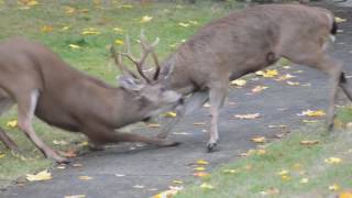 Mule Deer Fight [upl. by Barnum]