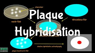 Plaque Hybridisation  Plaque Hybridosation Vs Colony Hybridisation [upl. by Yawnoc139]