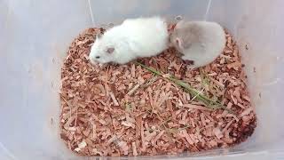 HOW TO BREED SYRIAN HAMSTER SUCCESSFUL BREEDING😱 [upl. by Reed]