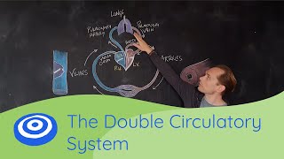 The Double Circulatory System  GCSE science Biology 91 [upl. by Galer716]