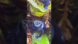 Azureus dart frog calling [upl. by Annecorinne916]