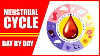 Menstrual Cycle Explained – 28 Days Period Cycle of Women Day by Day [upl. by Anailil]