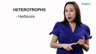 Autotrophs vs Heterotrophs  difference between autotrophs and heterotrophs [upl. by Westley]