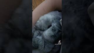 yutubeshorts rabbit cute cuterabbit makebe jain subscribe [upl. by Siol319]