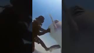 Bull Shark Tonically Immobilized After Attempting To Kiss Diver shark SHARK WEEK 🦈 [upl. by Bekaj931]