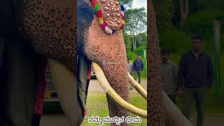 ನಮ್ಮ ಮುದ್ದಿನ ಭೀಮ ದಸರಾದಲ್ಲಿ bhimakarnataka bhimaabhimanyharjunabhima elephant [upl. by Larue]