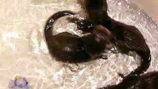 Baby otters swim in the tub [upl. by Odnesor]