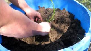 Planting Horseradish Container Gardening [upl. by Treborsemaj888]