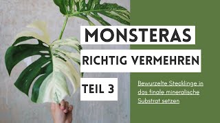 Vermehrung der Monstera deliciosa variegata Teil 3 Bewurzelte Stecklinge ins finale Substrat setzen [upl. by Alexio]