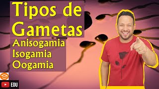 Tipos de Gametas  Anisogamia Isogamia e Oogamia  Reprodução [upl. by Beker]