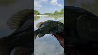 Greenlawn Columbus Ohio fishinglife anglermania largemouthbass bassfishing smallie smalliegang [upl. by Ahselet902]