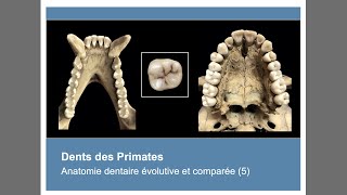 Anatomie des dents des Primates Anatomie dentaire évolutive et comparée 5 [upl. by Bradstreet]