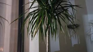 Dragon tree Dracena marginata plant quotbreathingquot timelapse [upl. by Kraus]