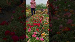 Pollination portulaca flower farm bonsaigarden nature gardening gardenflower portulacaflower [upl. by Adnohsak]