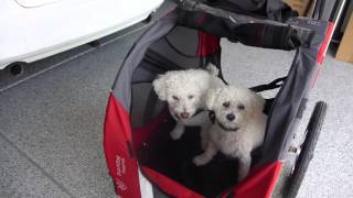 Bichon Frise Dogs first ride on DutchDog DoggyRide Bike Bicycle Dog Trailer [upl. by Kered]