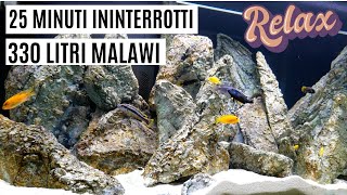 25 MINUTI ininterrotti del mio acquario Malawi da 330 litri 🐠 Relax video [upl. by Aztirak]