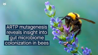 Understanding genetic factors that confer advantages to bacteria colonizing a nonnative host [upl. by Schaumberger]