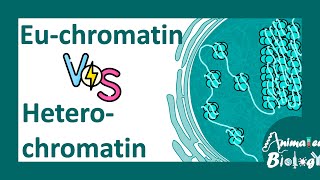 Euchromatin vs heterochromatin  Molecular differences between Euchromatin amp heterochromatin molbio [upl. by Faxen859]