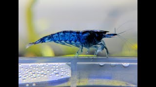 Dream Blue Velvet Shrimps by Shrimpy Business [upl. by Atiekal19]